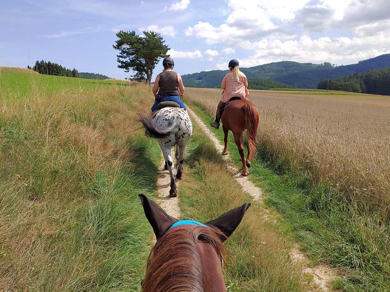 Wanderreiten, Pferdehof Kurzmann