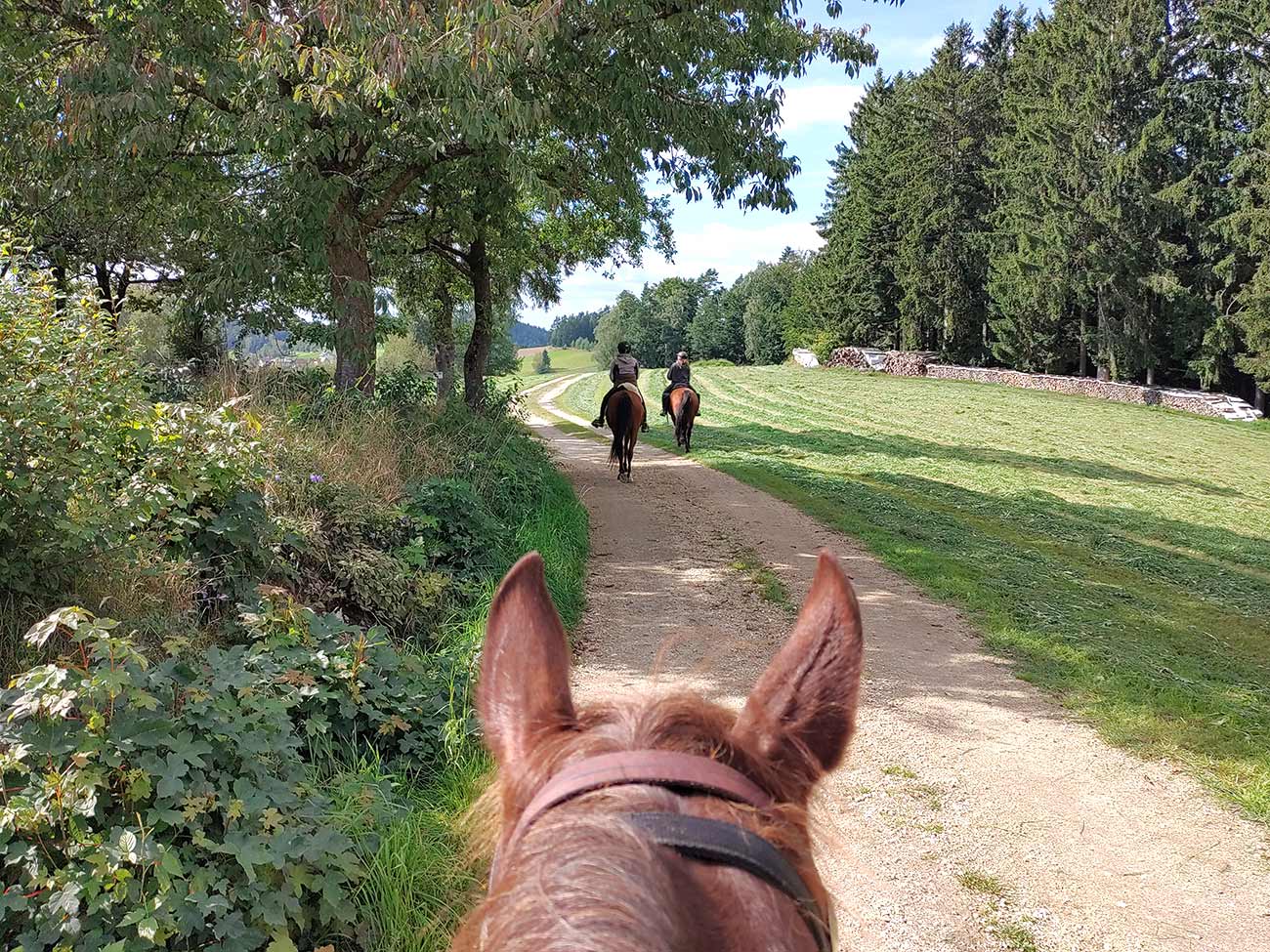 Wanderreiten, Pferdehof Kurzmann