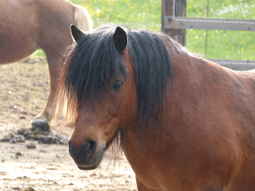 Filou, unser Pony
