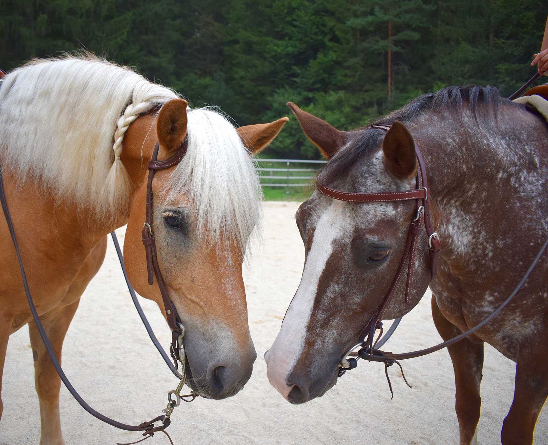 Tara und Sandro