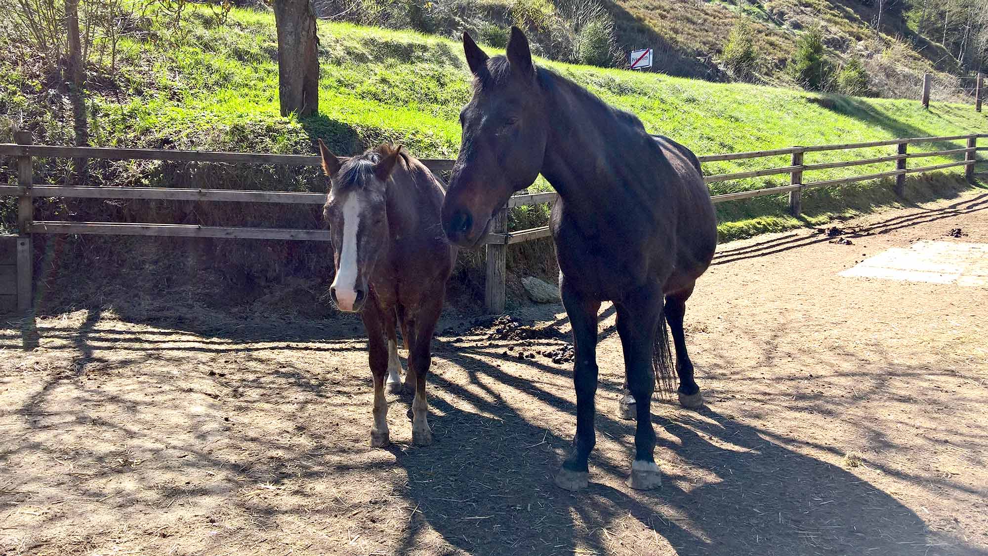 Tara und Toffee, Pferdehof Kurzmann