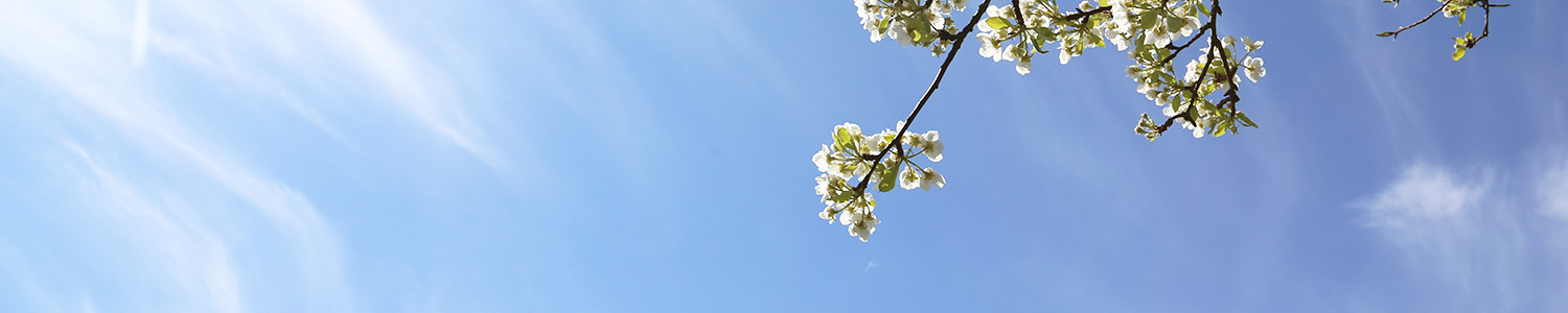 Waldviertler Apfelbaum in Blüte