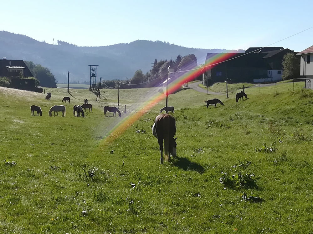 Große Koppel mit Regenbogen